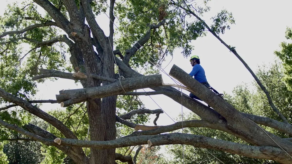 Professional Crown Thinning performed by certified arborists in Hennepin