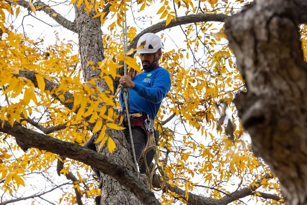 Skilled Tree Planing crew working in Hennepin